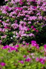 満開のツツジの花