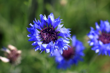 Centaurea cyanus