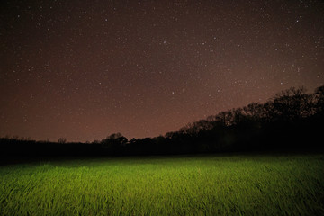 vue sur la pelouse dans le parc la nuit