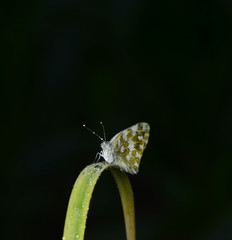 A butterfly on the green leaves