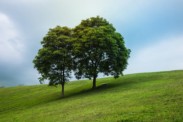 Trees in green field