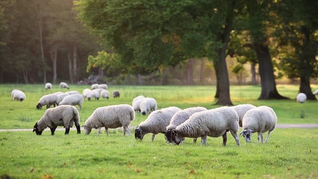 HD Clip of Flock of sheep or lambs grazing on grass in English countryside field between trees, England, Great Britain during summer evening.