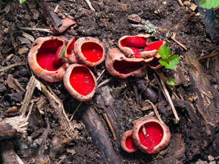 Sarcoscypha coccinea, Peziza scarlet elf cup small mushrooms on ground macro, selective focus, shallow DOF