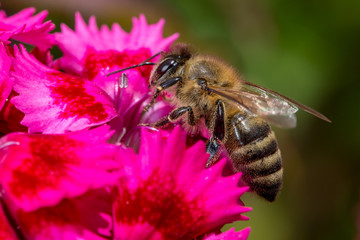 Bee on flower