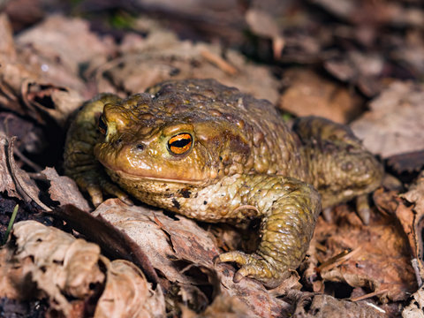 Common or European toad, Bufo bufo, in early spring close-up portrait on dry leaves, selective focus, shallow DOF