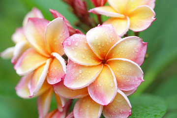 Frangipani flowers