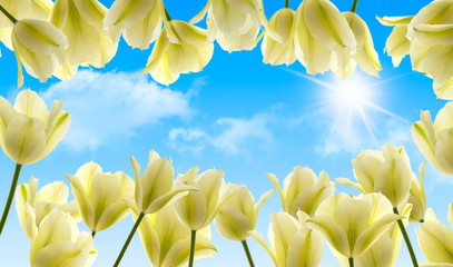 weisse tulpen vor blauem himmel gegen das sonnenlicht