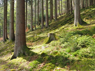 Wald im Sonnenschein