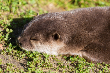 Otter beim schlafen