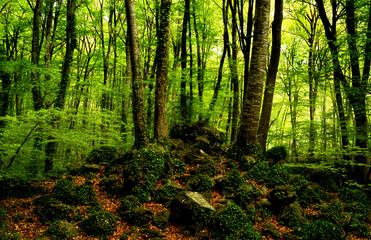 Fototapeta premium Photograph of a forest of beeches