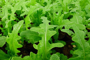 Organic vegetables in the garden