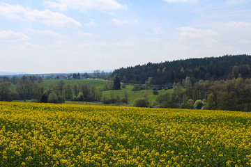 Obraz premium Field of Brassica napus with forest and sky. Czech landscape