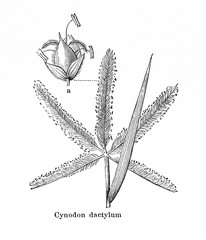 Bermuda grass (Cynodon dactylon) (from Meyers Lexikon, 1895, 7/876/877)