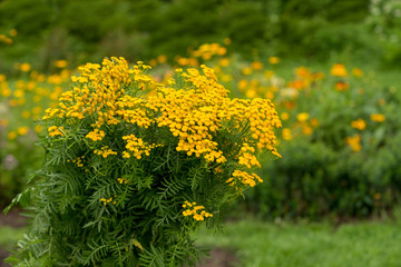 Bush of tansy flowers