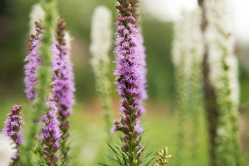 Flower Liatris spicata