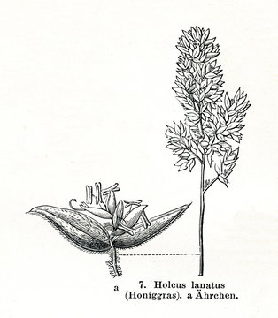 Tufted grass (Holcus lanatus) (from Meyers Lexikon, 1895, 7/876/877)