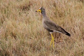African bird in the nature habitat, great bird, sky in africa, african wildlife