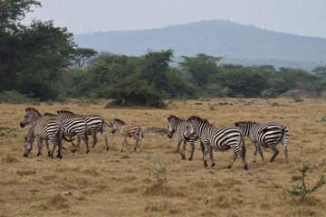 Fototapeta na wymiar Beautiful black and white zebras in the nature habitat, wild africa, african wildlife, animals in their nature habitat