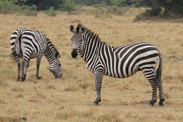 Naklejka na ściany i meble Beautiful black and white zebras in the nature habitat, wild africa, african wildlife, animals in their nature habitat