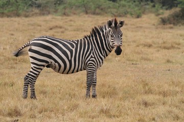 Fototapeta na wymiar Beautiful black and white zebra in the nature habitat, wild africa, african wildlife, animals in their nature habitat