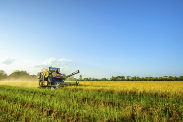 Fototapeta premium combine harvester is harvesting rice