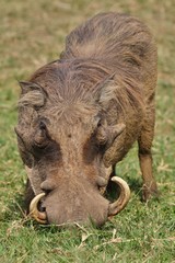 Naklejka na ściany i meble Wild african warthog in the nature habitat, wild africa, african wildlife, animals in their nature habitat, wild boar
