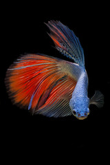 fighting fish