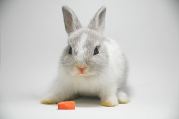 Rabbit with white scene