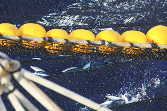 Filet de p&ecirc;che et poissons