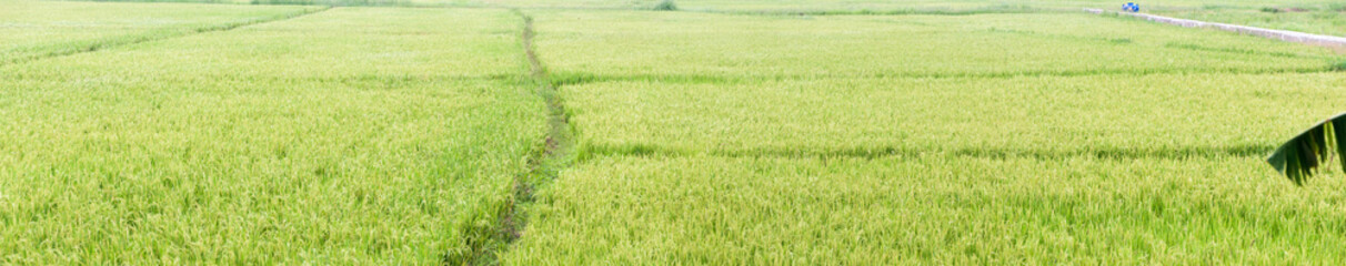 Rice Field. The rice paddy fields. Panorama rice field.
