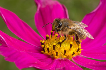 Bee on a red flower