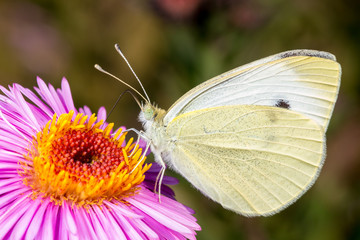 White pieris brassicae butterfly on a pink flower