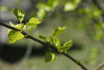 green sprout against the sky