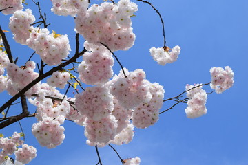 牡丹桜