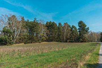Obraz premium Fresh green spring grass at the side of a road
