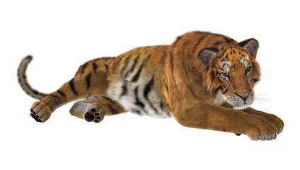 3D Rendering Big Cat Tiger on White