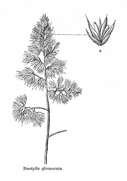 Cat grass (Dactylis glomerata) (from Meyers Lexikon, 1895, 7/876/877)