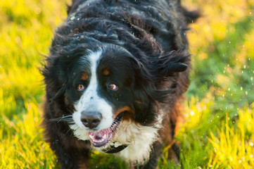 Happy  Bernese Mountain Dog
