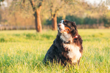 Proud Bernese Mountain Dog