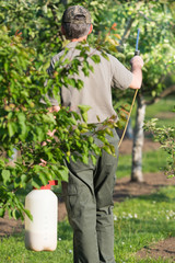 Gardener applying an insecticide fertilizer to his fruit shrubs