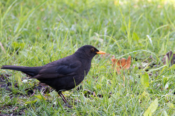 Amsel auf einer Wiese