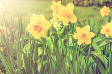 Obraz premium Cluster of colorful yellow daffodils