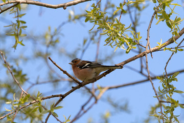 Buchfink seitlich auf einen Zweig