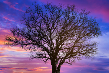Fototapeta na wymiar A silhouette of a dead tree on twilight background.