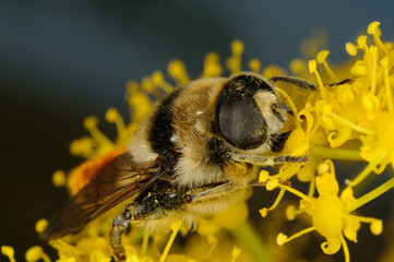 Sirfido - (Merodon clavipes)