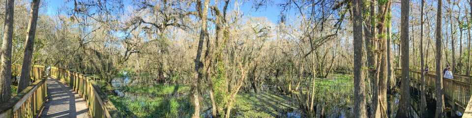 Panoramic view of Florida swamps, USA