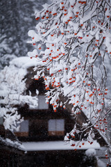 世界遺産 白川郷 初冬
