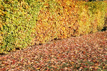 Siepe autunnale marrone e gialla
