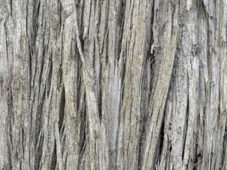 wood texture eucalyptus