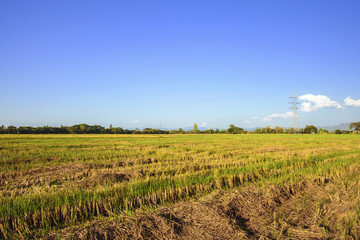 Fototapeta na wymiar Landscap of rice stubble after harvest